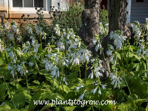 Hosta Royal Standard